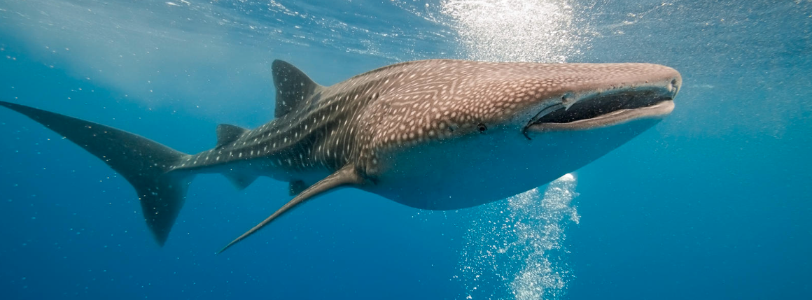 Tiburón Ballena Holbox