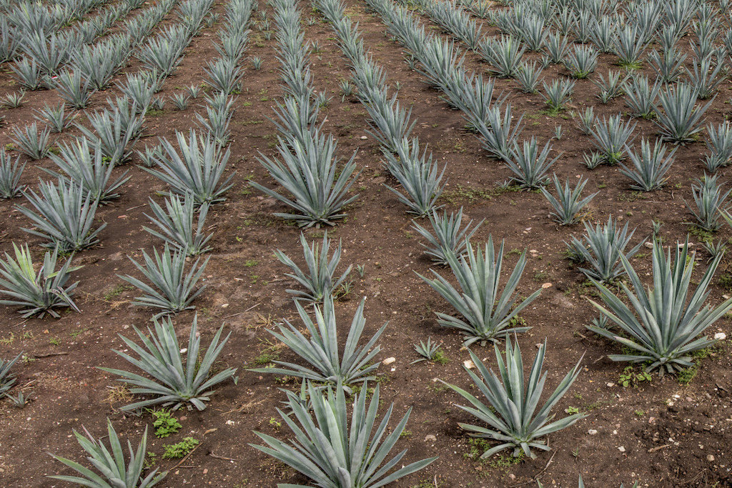 CELEBRA EL DÍA NACIONAL DEL MEZCAL OAXAQUEÑO 1