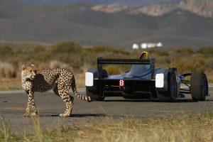 RETAN A UNA CARRERA AL ANIMAL MÁS RÁPIDO DEL MUNDO 1