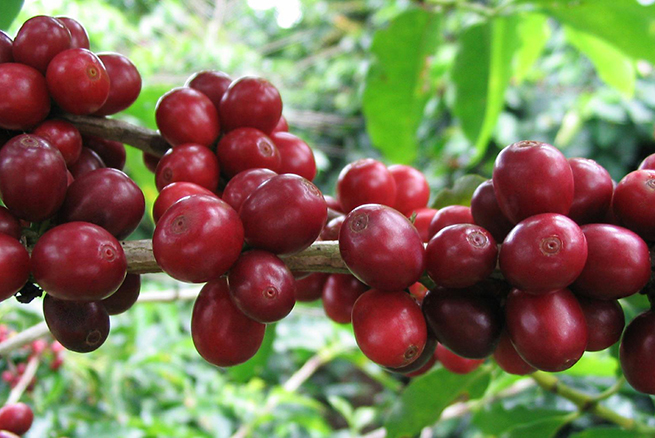 Barista Kim: el café es una fruta