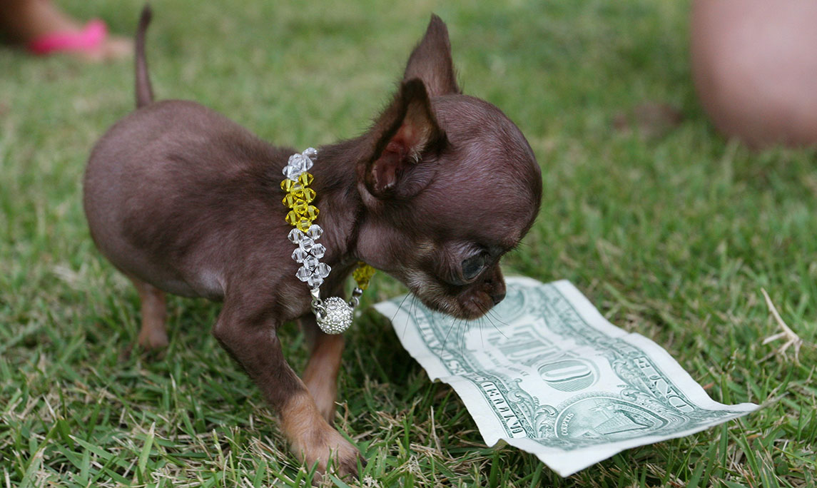 El perro Chihuahua del tamaño de tu iPhone