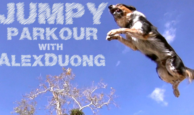 El perro que hace parkour y skateboard