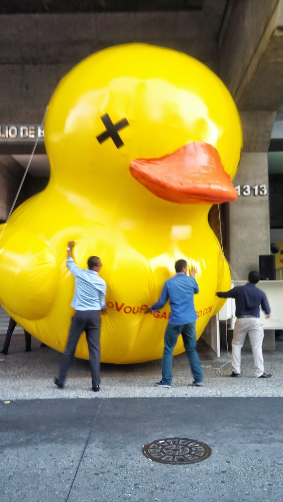 Patos pululan por Brasil