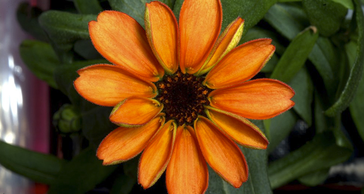 Publican imagen de primera flor germinada en el espacio