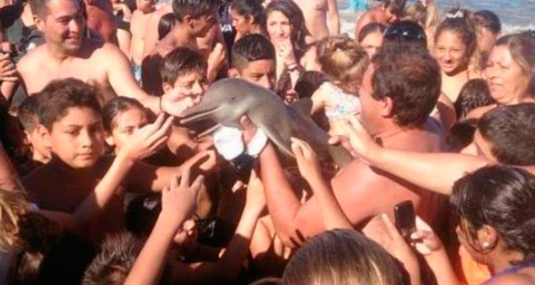 Muere bebé delfín al ser sacado del mar por turistas