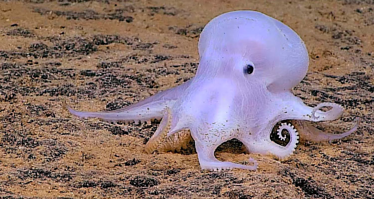 Encuentran nueva especie de pulpo en el Pacífico