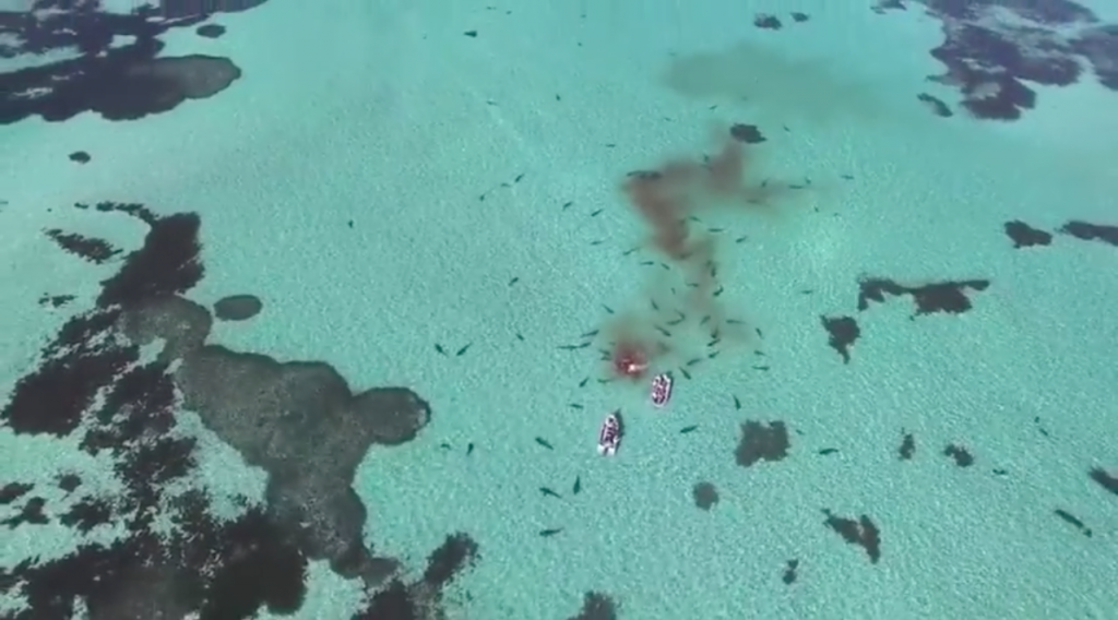 Turistas quedan rodeados de 70 tiburones hambrientos