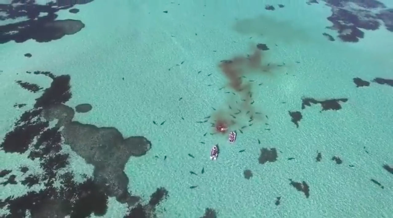 Turistas quedan rodeados de 70 tiburones hambrientos