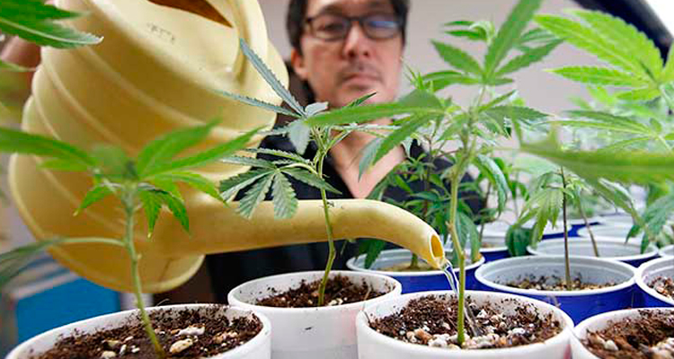 Hallan en la mariguana una cura al Alzheimer