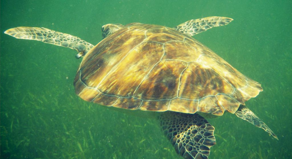 HOLBOX: EL EDÉN MADE IN MÉXICO