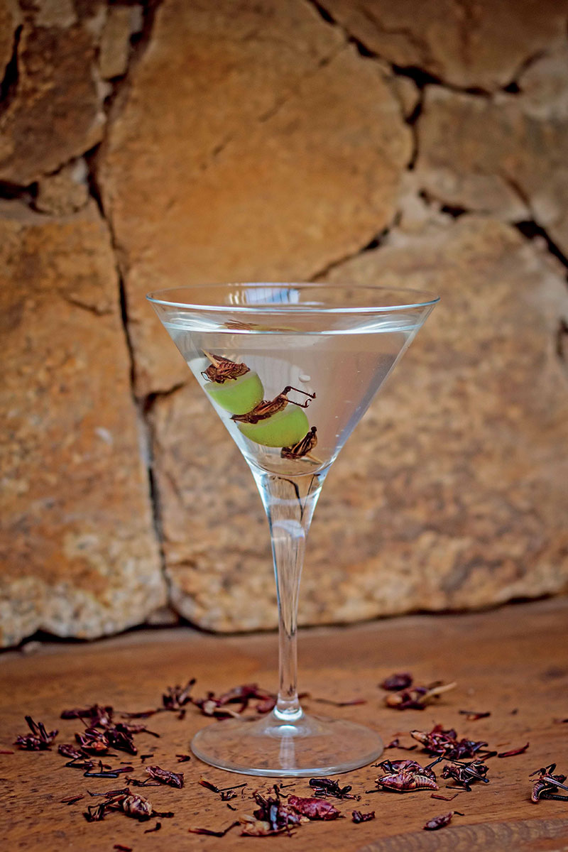 Agave-Martini-trago-mexicano-insectos