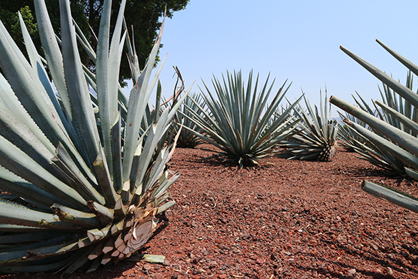 Elaboración del tequila campo maguey