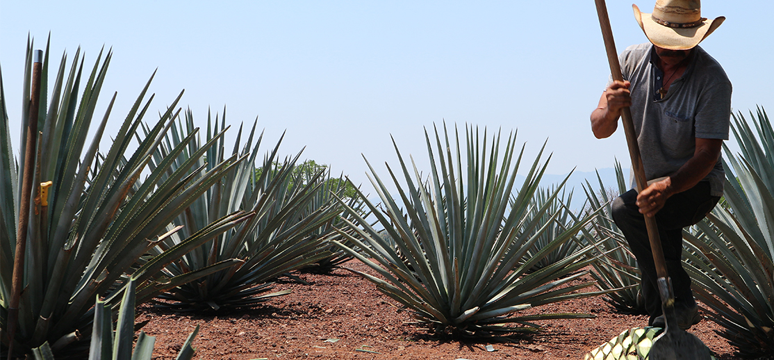 El mundo detrás de la elaboración del tequila