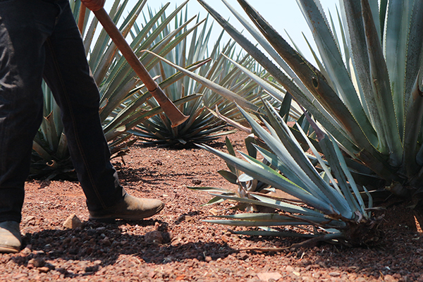 Elaboración del tequila preparación de hijuelo