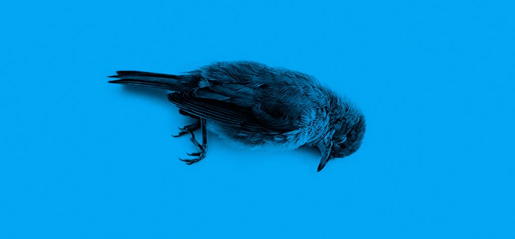 Ponte play: el pajarito se desploma