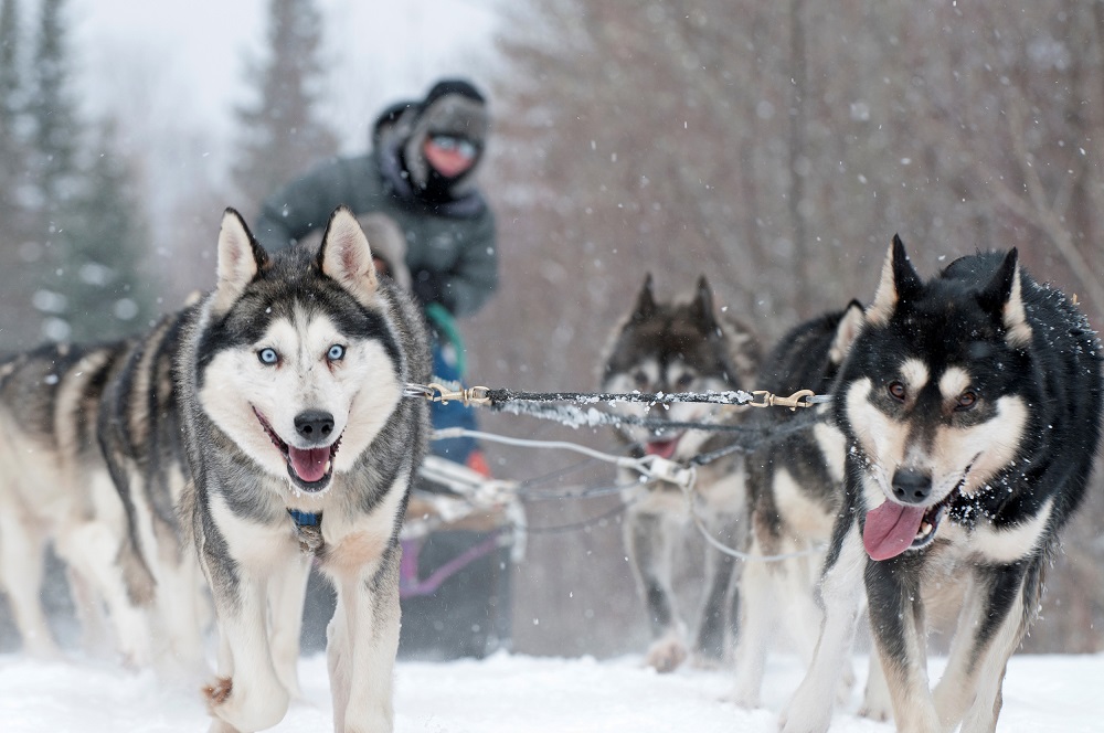 Escápate a la aventura de la Joie de Vivre quebequense 2