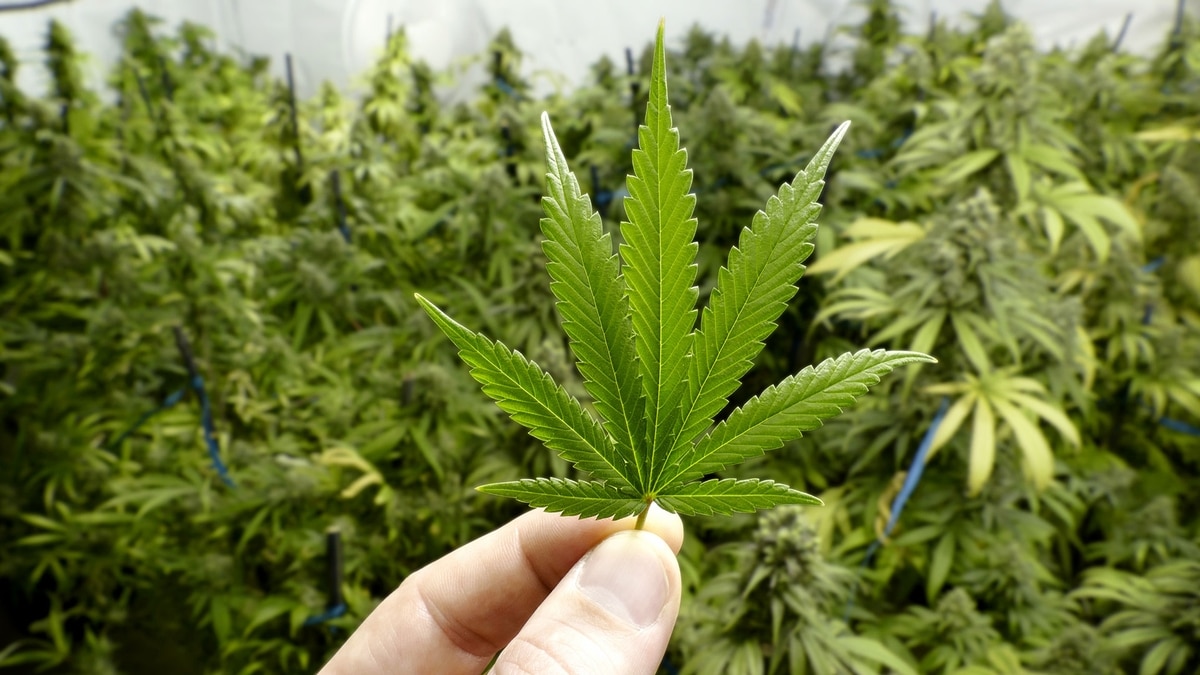 Playbill: Cannabis or not cannabis 0