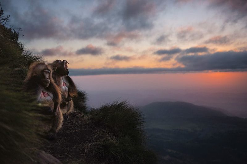 Planeta-Hostil--Monos-Geladas-Jefrey-Kerby-Nat-Geo