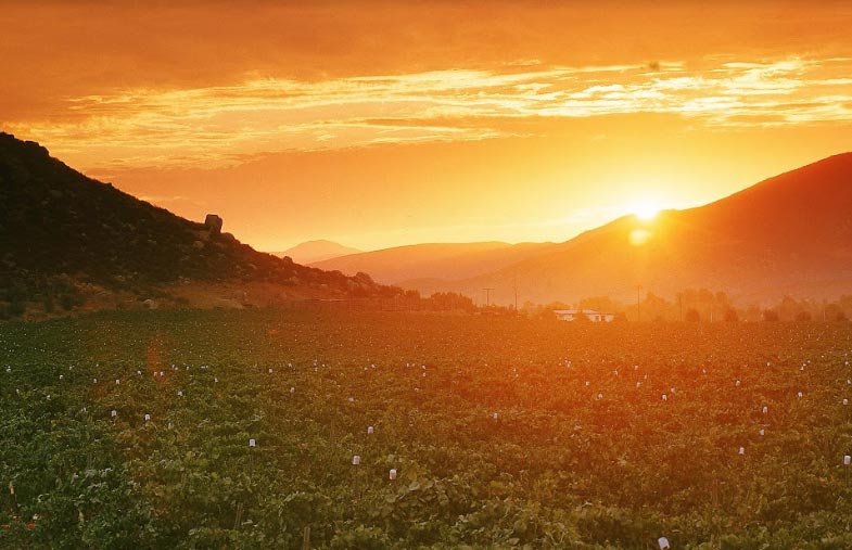 Tips de viajero: Valle de Guadalupe, el Mediterráneo en México 0