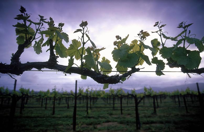 Tips de viajero: Valle de Guadalupe, el Mediterráneo en México 1