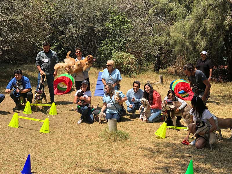 TuriPet, la mejor opción para disfrutar de la ciudad con tu mascota 0