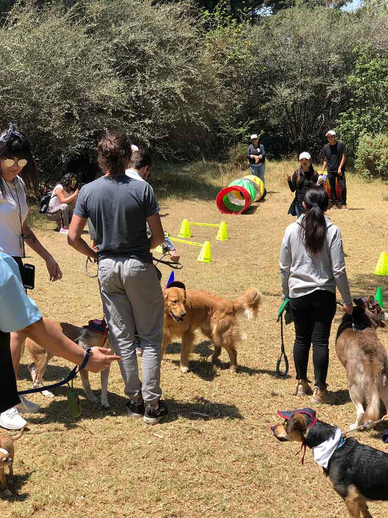 TuriPet, la mejor opción para disfrutar de la ciudad con tu mascota 1