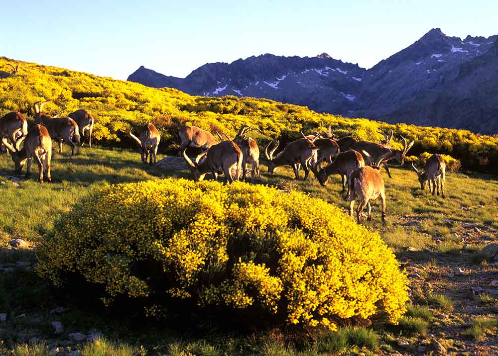 Gredos: el secreto que España guarda a dos horas de Madrid 1