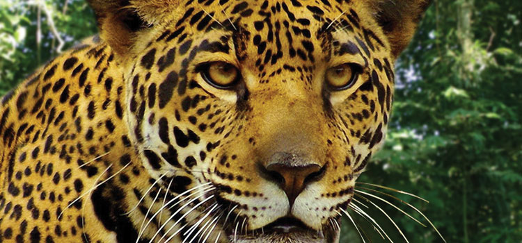 La conservación del jaguar, prioridad en Campeche 0
