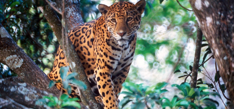 La conservación del jaguar, prioridad en Campeche