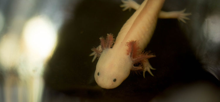 Axolotitlán: la noche del Axólotl