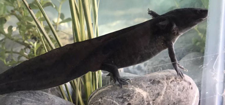 Axolotitlán: la noche del Axólotl 1
