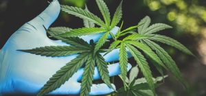 marihuana puede prevenir coronavirus