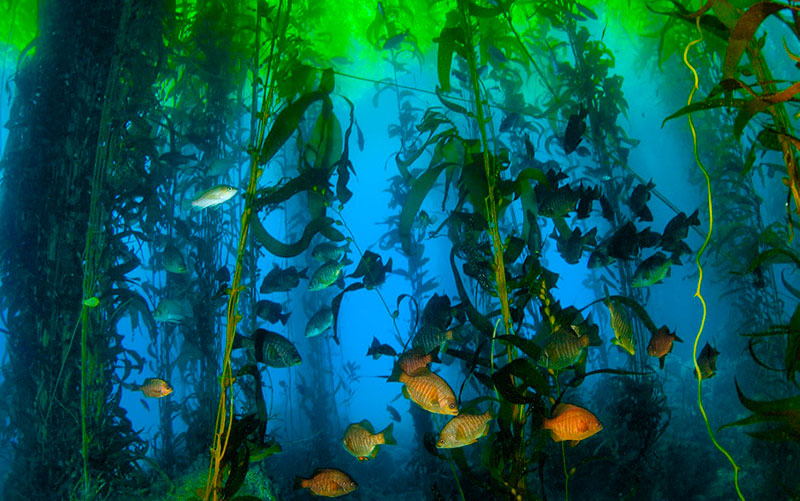 Baja California, un paraíso para el buceo 1