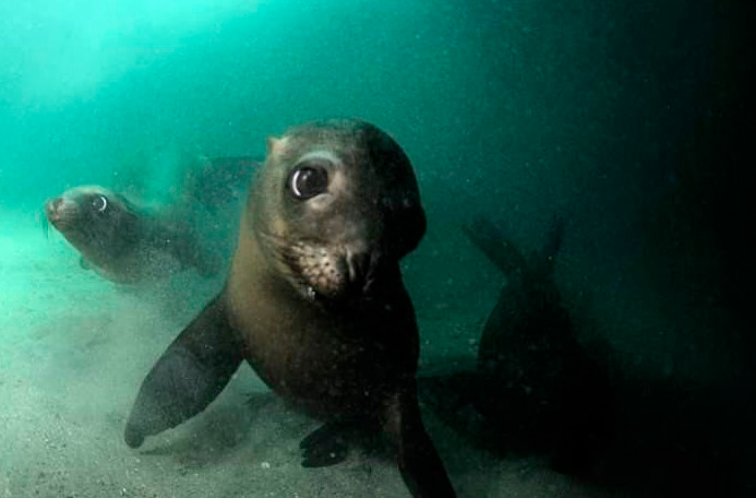 Baja California, un paraíso para el buceo 3