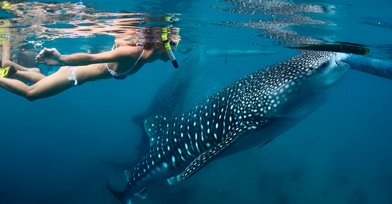 Baja California, un paraíso para el buceo 2