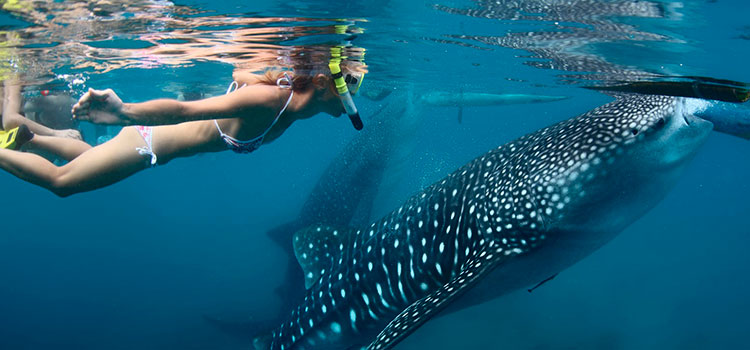Baja California, un paraíso para el buceo