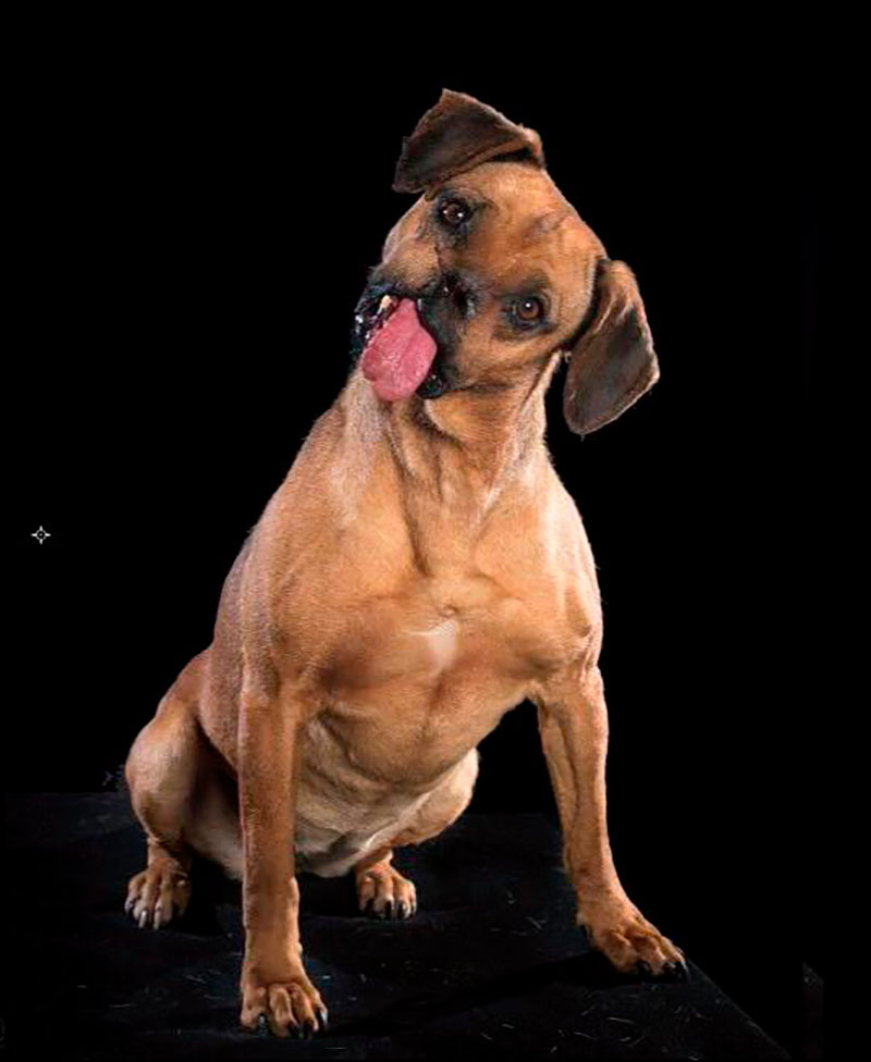 SinDelantal y Milagros Caninos unen esfuerzos para la rehabilitación de perritos 0