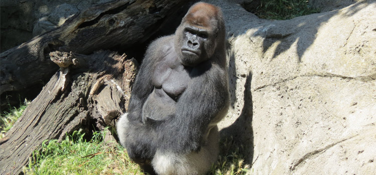 Gorila de 200 kilos hiere de gravedad a cuidadora en zoológico