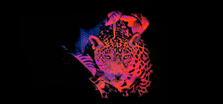 Festival Zamna, una experiencia electrónica inmersiva