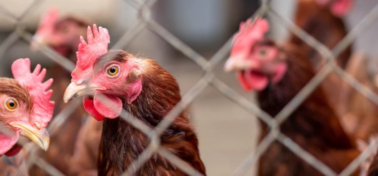 Reportan primer contagio humano de cepa H5N8 de gripe aviar