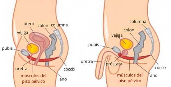 ¿Quieres controlar el momento exacto de tu eyaculación? El ejercicio de Kegel es para ti 0