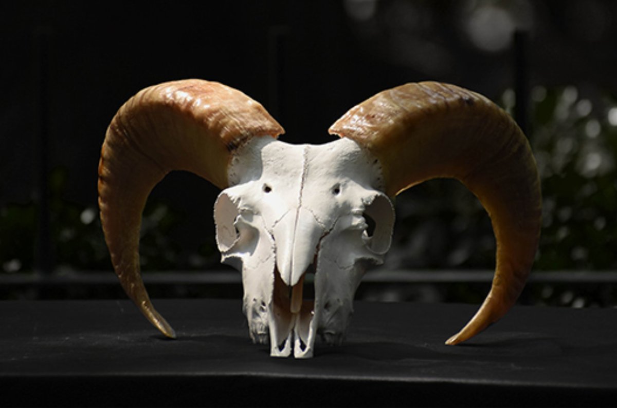 Asistimos a un ritual del Templo de Satán