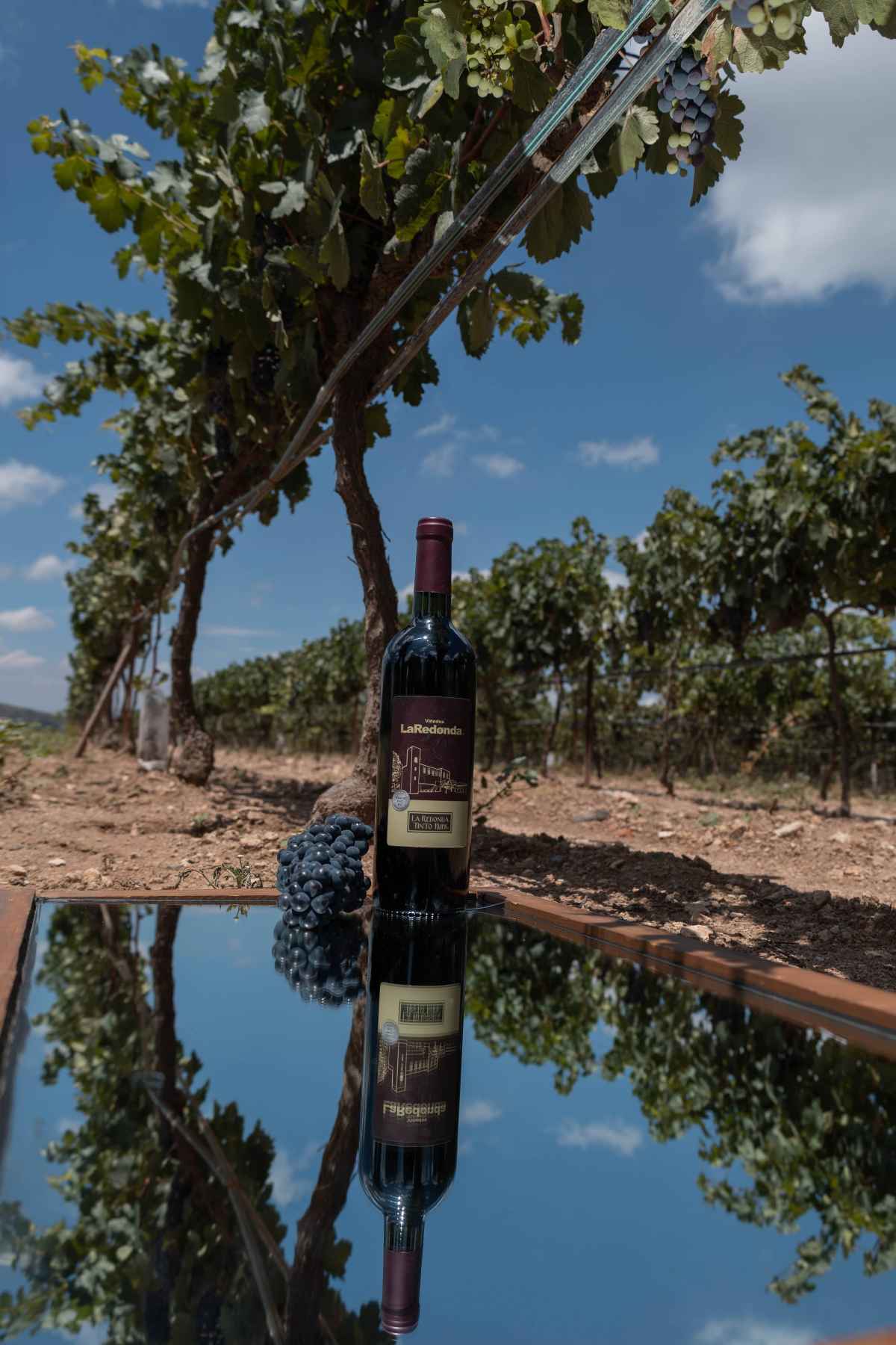 Viñedos La Redonda