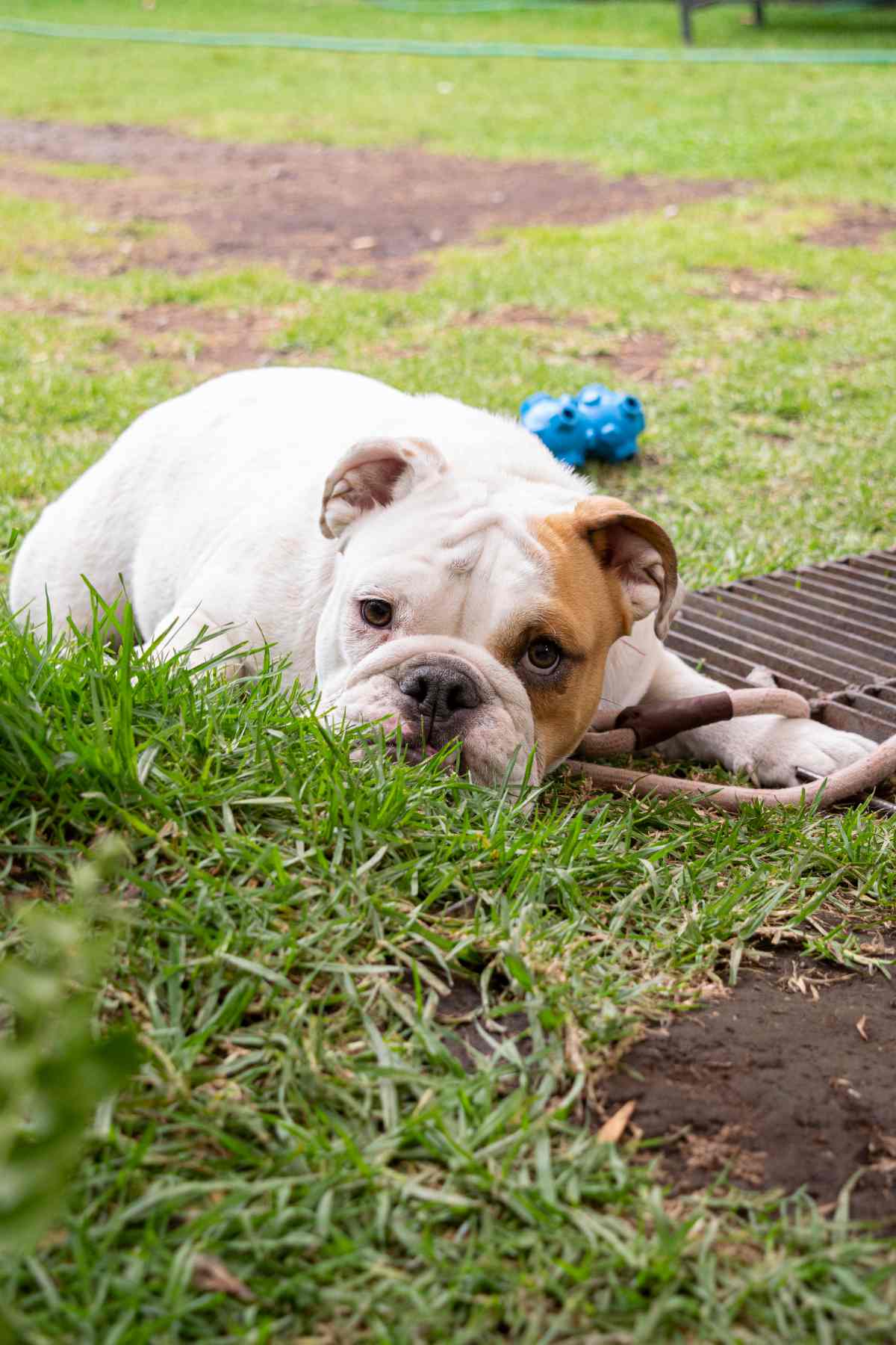 Parrilla Paraíso es un lugar pet friendly. 