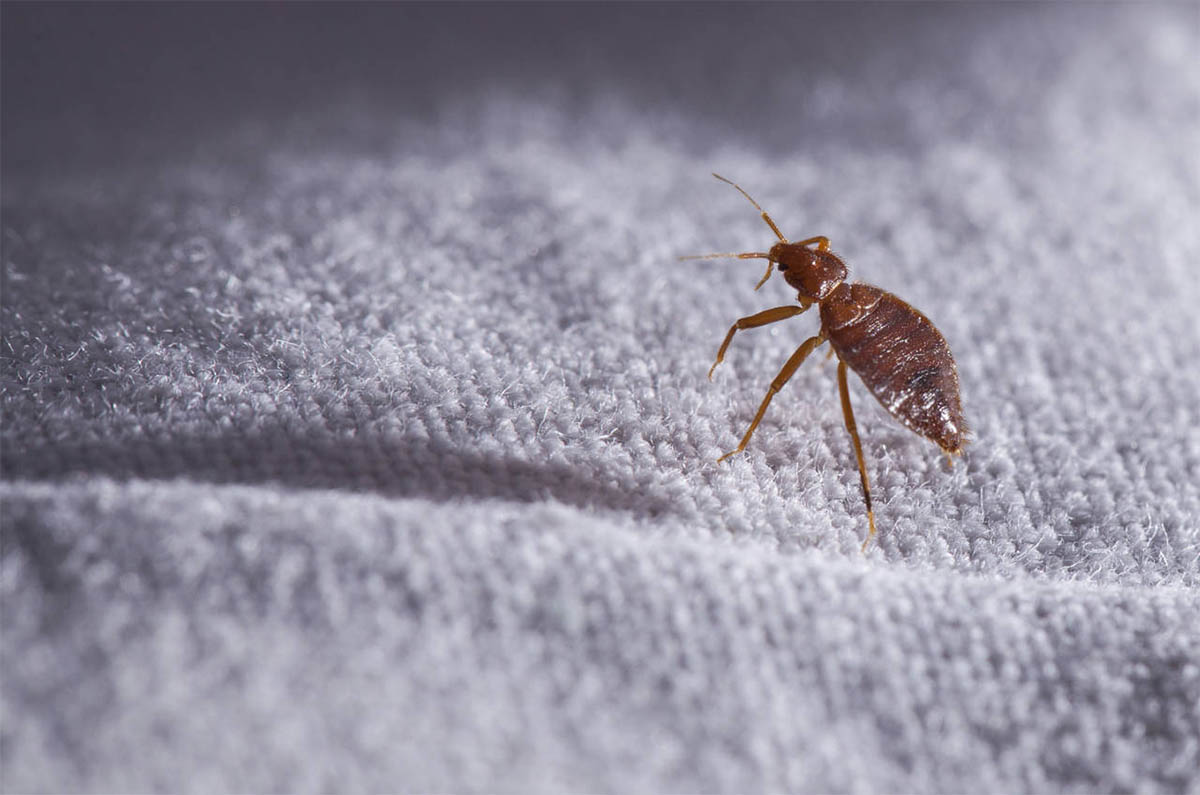 ¿Cómo saber si la cama en la que tendrás acción tiene chinches? (y qué hacer en caso de encontrar)