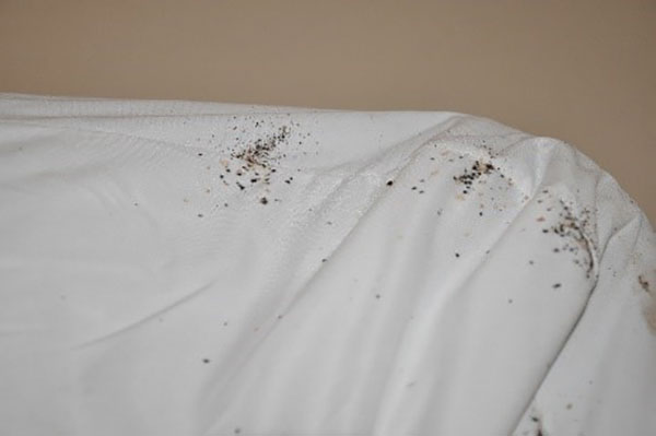 ¿Cómo saber si la cama en la que tendrás acción tiene chinches? (y qué hacer en caso de encontrar) 2