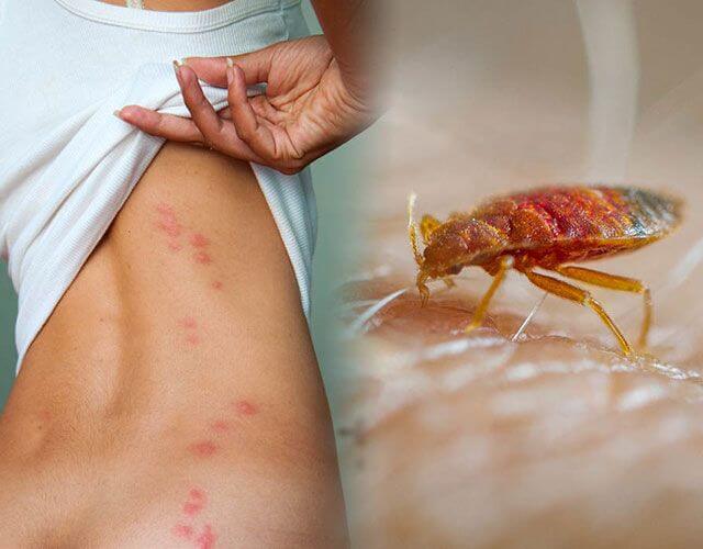 ¿Cómo saber si la cama en la que tendrás acción tiene chinches? (y qué hacer en caso de encontrar) 1