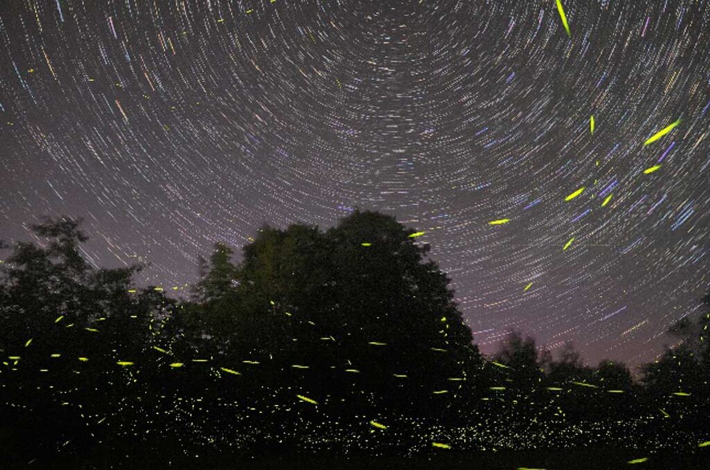 Tlaxcala se ilumina con la temporada de Luciérnagas