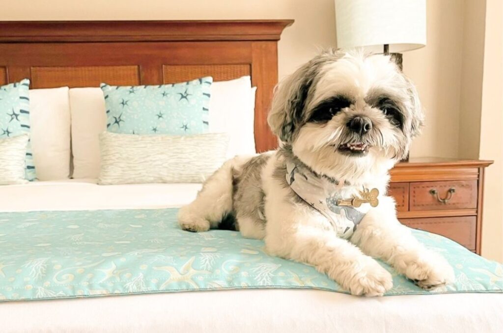 Pierre Mundo Imperial: El resort dog friendly en Acapulco