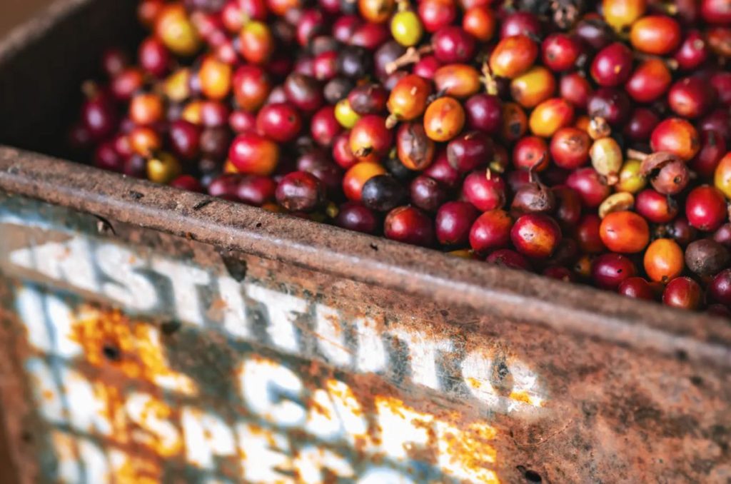 Costa Rica: Geografía cafetalera y sostenibilidad en cada sorbo